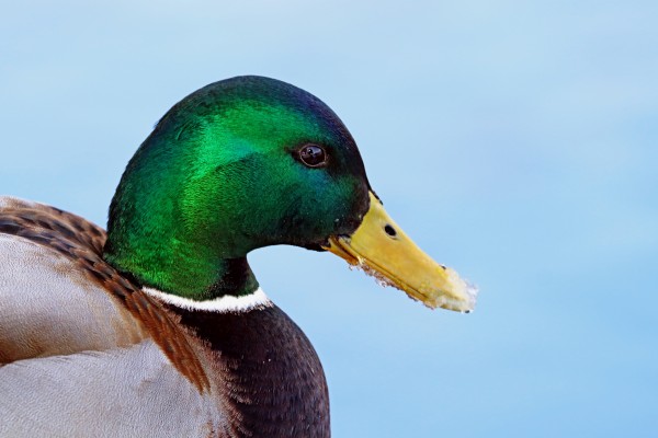 Drake Mallard Portrait I by Deb Oppermann